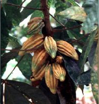 Bayas de Cacao